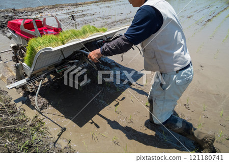 rice planting, farmer, farmhouse 121180741