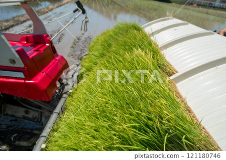 稻田 下種 播種 121180746