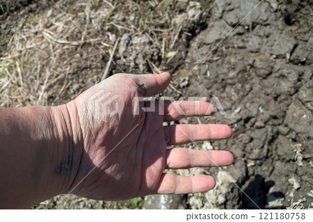 種植稻米的農民，手上的泥土已經乾了 121180758