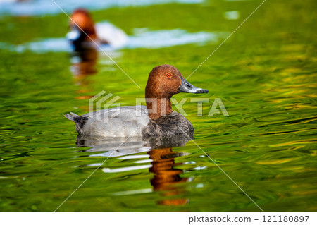海星在池塘裡游泳 121180897