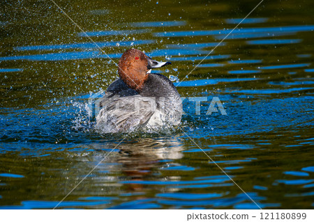 海星在池塘裡游泳 121180899