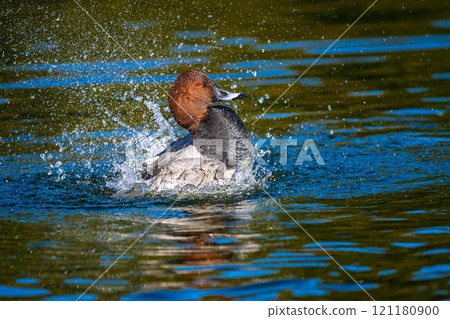 Starfish swimming in the pond Starfish swimming in the pond 121180900