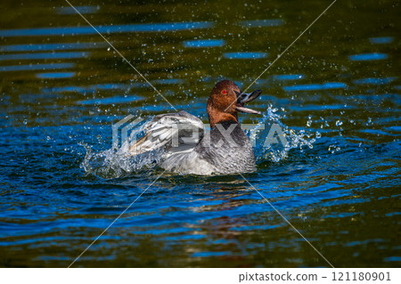 Starfish swimming in the pond Starfish swimming in the pond 121180901