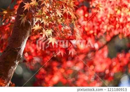 Vivid autumn leaves Autumn image 121180913