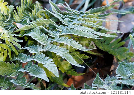 葉子上的霜 葉子上的霜 121181114