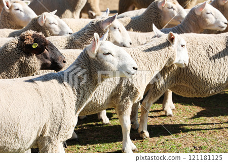 Flock of white sheep Flock of white sheep 121181125