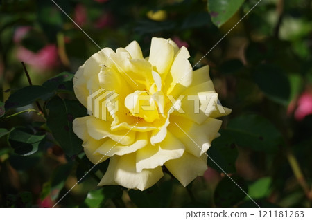 Yellow rose 121181263