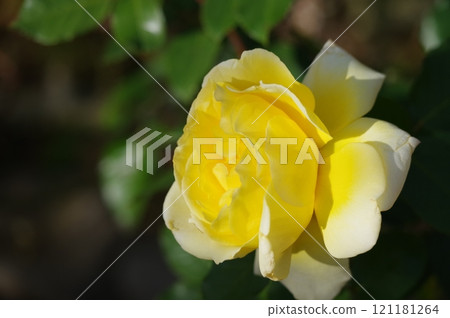 Yellow rose 121181264