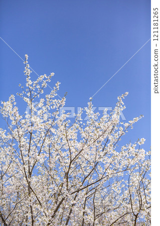 Close-up of white Oshima cherry blossoms 121181265