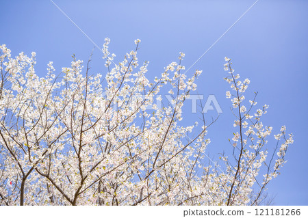 Close-up of white Oshima cherry blossoms 121181266