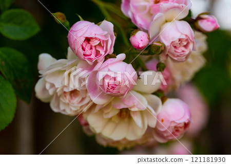 Rose bush pink blossoming 121181930