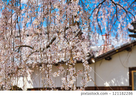京都本滿寺的垂枝櫻花（京都府京都市上京區） 121182286
