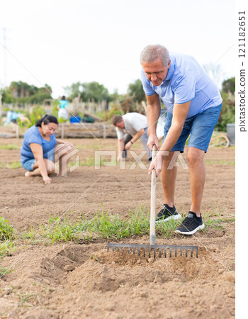 Aged man raking soil on patch in vegetable garden Aged man raking soil on patch in vegetable garden 121182651