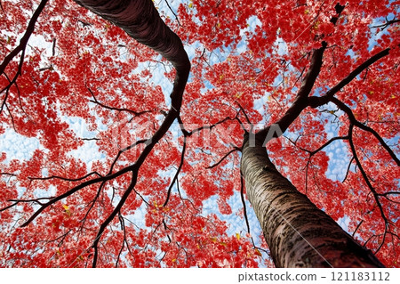 Vivid Red Leaves Against a Bright Sky by Generative Ai 121183112