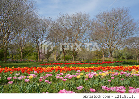 美麗的鬱金香景觀 美麗的鬱金香景觀 121183113