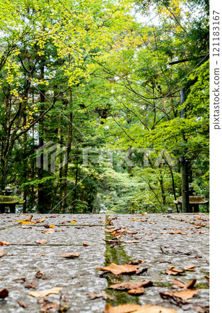 用新鮮的綠色蓋的方法路 121183167