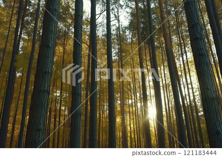 Sunbeams Filtering Through a Golden Forest, Captured in a Photo - Generative AI Photo 121183444