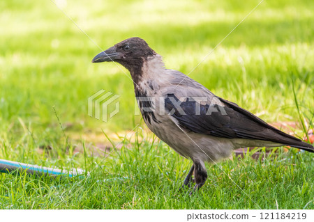 Hooded crow, corvus cornix, standing on the lawn in the spring or summer Hooded crow, corvus cornix, standing on the lawn in the spring or summer 121184219