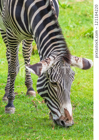 Grevy's zebra, lat Equus grevyi, also known as the imperial zebra eats green grass. Grevy's zebra, lat Equus grevyi, also known as the imperial zebra eats green grass. 121184220