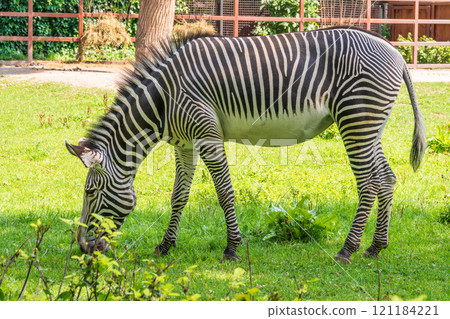 Grevy's zebra, lat Equus grevyi, also known as the imperial zebra eats green grass. Grevy's zebra, lat Equus grevyi, also known as the imperial zebra eats green grass. 121184221