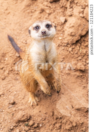 Meerkat, Suricata suricatta, on hind legs. Portrait of meerkat standing on hind legs with alert expression. Portrait of a funny meerkat sitting on its hind legs. 121184223