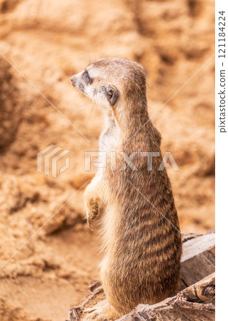 Meerkat, Suricata suricatta, on hind legs. Portrait of meerkat standing on hind legs with alert expression. Portrait of a funny meerkat sitting on its hind legs. Meerkat, Suricata suricatta, on hind legs. Portrait of meerkat standing on hind legs with alert expression. Portrait of a funny meerkat sitting on its hind legs. 121184224