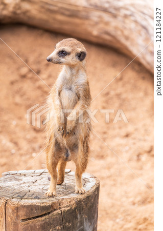 Meerkat, Suricata suricatta, on hind legs. Portrait of meerkat standing on hind legs with alert expression. Portrait of a funny meerkat sitting on its hind legs. Meerkat, Suricata suricatta, on hind legs. Portrait of meerkat standing on hind legs with alert expression. Portrait of a funny meerkat sitting on its hind legs. 121184227