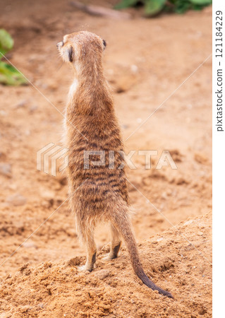 Meerkat, Suricata suricatta, on hind legs. Portrait of meerkat standing on hind legs with alert expression. Portrait of a funny meerkat sitting on its hind legs. Meerkat, Suricata suricatta, on hind legs. Portrait of meerkat standing on hind legs with alert expression. Portrait of a funny meerkat sitting on its hind legs. 121184229
