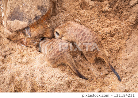 Meerkat suricatta family wildlife picture. 121184231