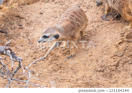 Meerkat suricatta family wildlife picture. Meerkat suricatta family wildlife picture. 121184244