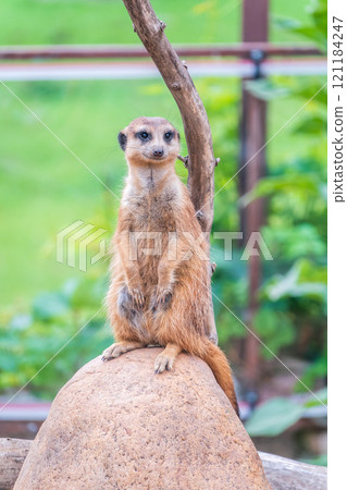 Meerkat, Suricata suricatta, on hind legs. Portrait of meerkat standing on hind legs with alert expression. Portrait of a funny meerkat sitting on its hind legs. 121184247