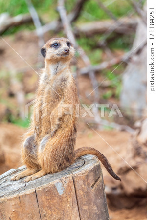 Meerkat, Suricata suricatta, on hind legs. Portrait of meerkat standing on hind legs with alert expression. Portrait of a funny meerkat sitting on its hind legs. 121184251