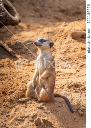 Meerkat, Suricata suricatta, on hind legs. Portrait of meerkat standing on hind legs with alert expression. Portrait of a funny meerkat sitting on its hind legs. 121184256