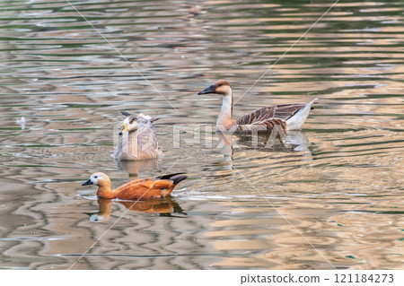 Swan Goose, Anser cygnoides,swiming in lake water Swan Goose, Anser cygnoides,swiming in lake water 121184273
