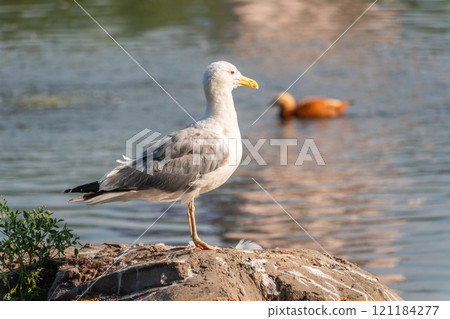 Seagull sits on stone cliff at the sea shore 121184277