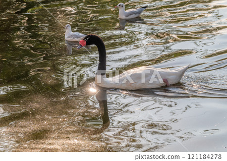 The black-necked swan, Cygnus melancoryphus, is a swan that is the largest waterfowl native to South America. The body plumage is white with a black neck and head and greyish bill 121184278