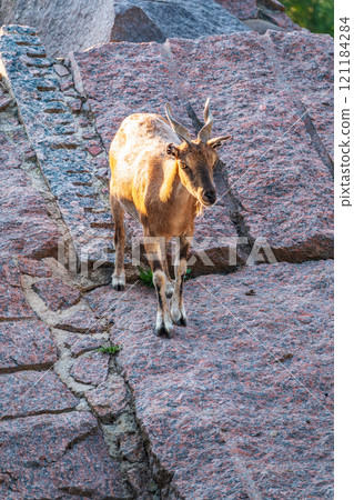 Markhor female on the rock. Latin name - Capra falconeri. Wild goat native to Central Asia, Karakoram and the Himalayas 121184284