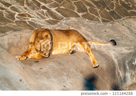 An asian female lion laying on the ground An asian female lion laying on the ground 121184288