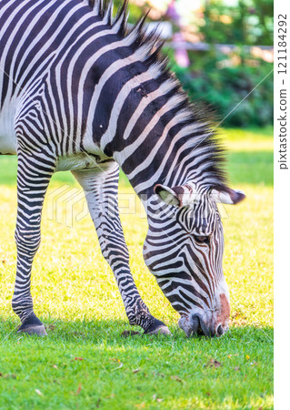 Grevy's zebra, lat Equus grevyi, also known as the imperial zebra eats green grass. Grevy's zebra, lat Equus grevyi, also known as the imperial zebra eats green grass. 121184292