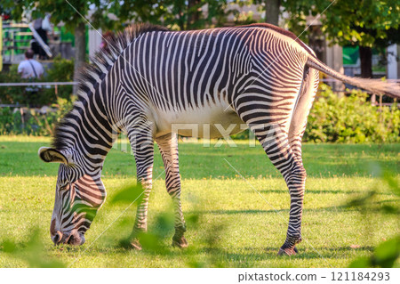 Grevy's zebra, lat Equus grevyi, also known as the imperial zebra eats green grass. 121184293