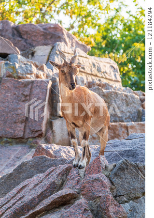 Markhor female on the rock. Latin name - Capra falconeri. Wild goat native to Central Asia, Karakoram and the Himalayas 121184294