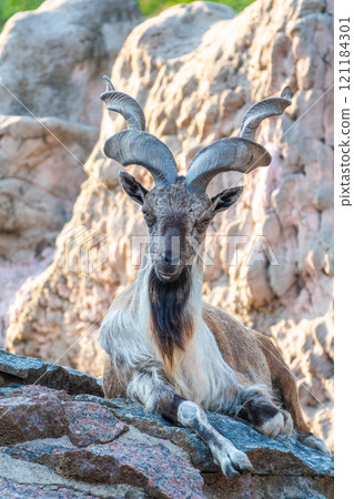 Close-up portrait of Markhor, Capra falconeri, wild goat native to Central Asia, Karakoram and the Himalayas 121184301