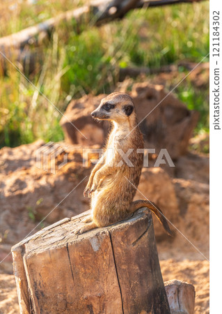 Meerkat, Suricata suricatta, on hind legs. Portrait of meerkat standing on hind legs with alert expression. Portrait of a funny meerkat sitting on its hind legs. 121184302