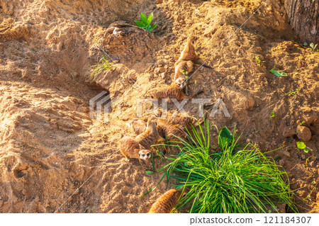 A group of cute meerkats. Meerkat Family are sunbathing. A group of cute meerkats. Meerkat Family are sunbathing. 121184307