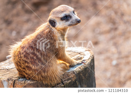 Meerkat suricatta family wildlife picture. 121184310