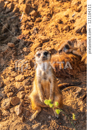 Meerkat, Suricata suricatta, on hind legs. Portrait of meerkat standing on hind legs with alert expression. Portrait of a funny meerkat sitting on its hind legs. Meerkat, Suricata suricatta, on hind legs. Portrait of meerkat standing on hind legs with alert expression. Portrait of a funny meerkat sitting on its hind legs. 121184311