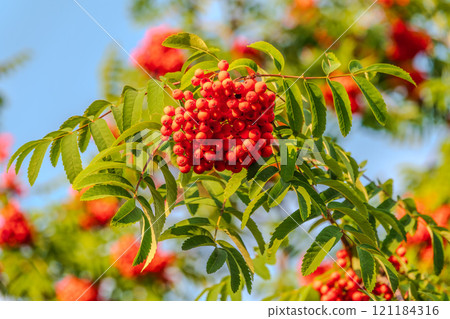 Autumn bright red rowan berries with leaves 121184316