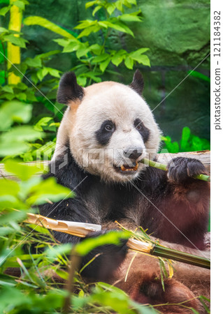 The Giant Panda Bear sits while eating a bamboo stalk The Giant Panda Bear sits while eating a bamboo stalk 121184382