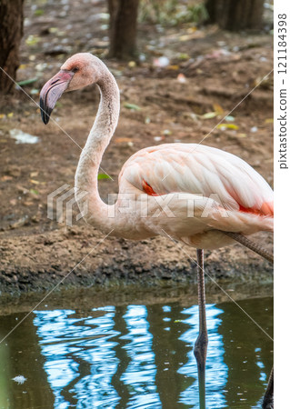 The greater flamingo, Phoenicopterus roseus, standing in water on lake shore. The greater flamingo, Phoenicopterus roseus, standing in water on lake shore. 121184398