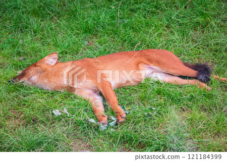 Dhole (Cuon alpinus) also known as the Asiatic Wild Dog Indian Wild Dog or Red Dog Dhole (Cuon alpinus) also known as the Asiatic Wild Dog Indian Wild Dog or Red Dog 121184399